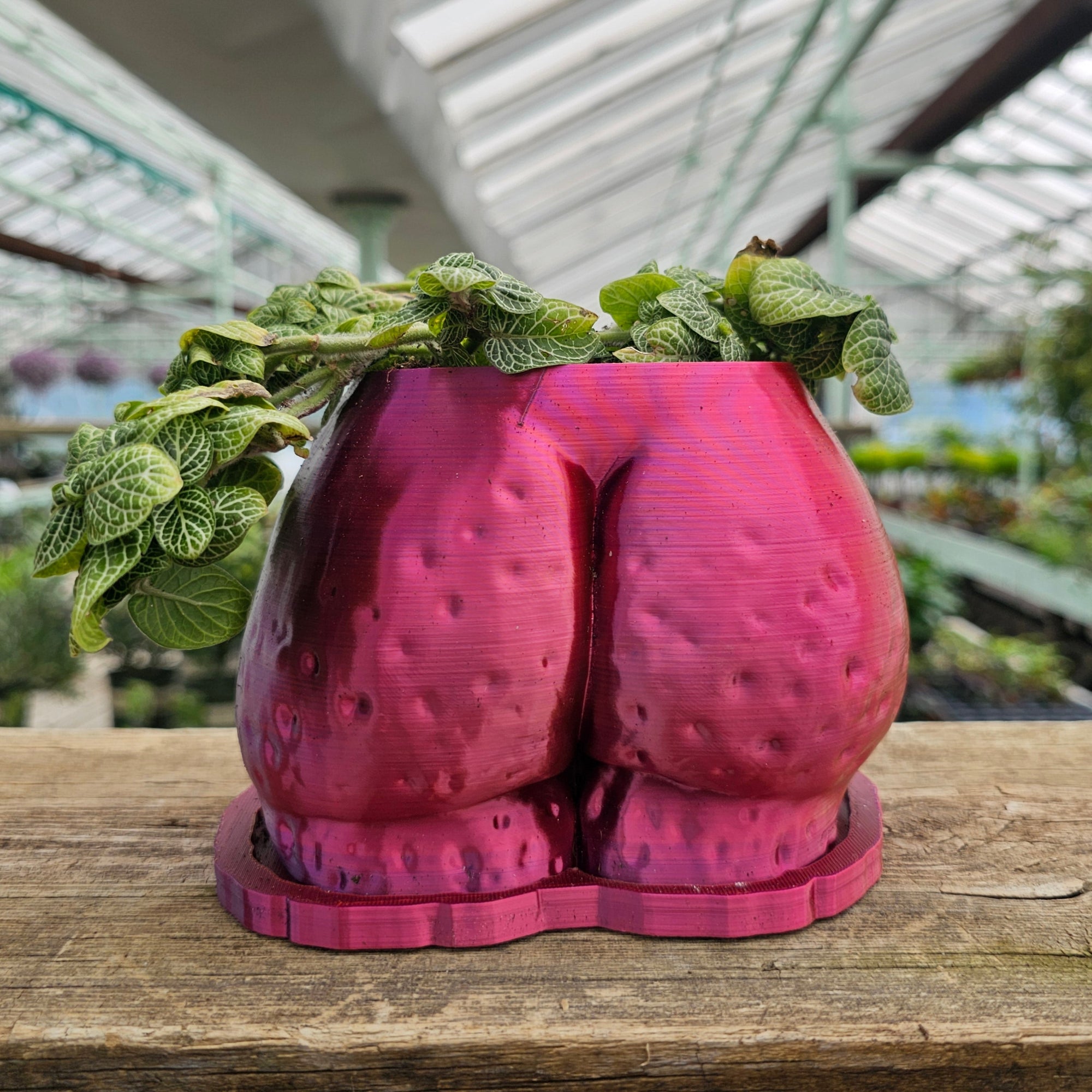 "Fanny" Planter
