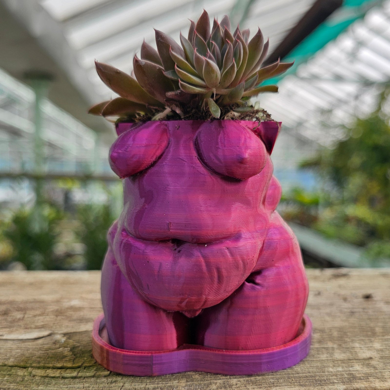 "Frankie" Planter