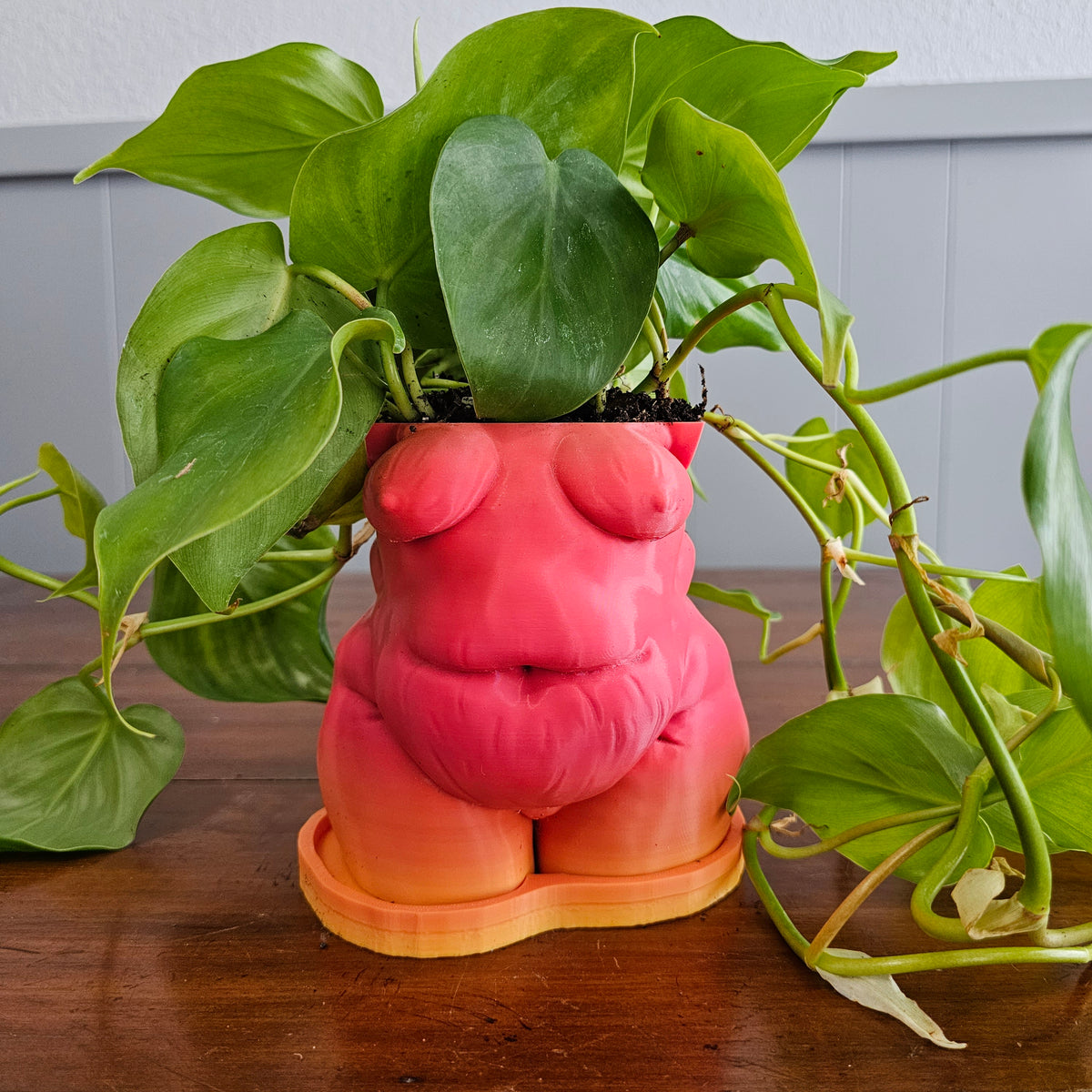 "Frankie" Planter