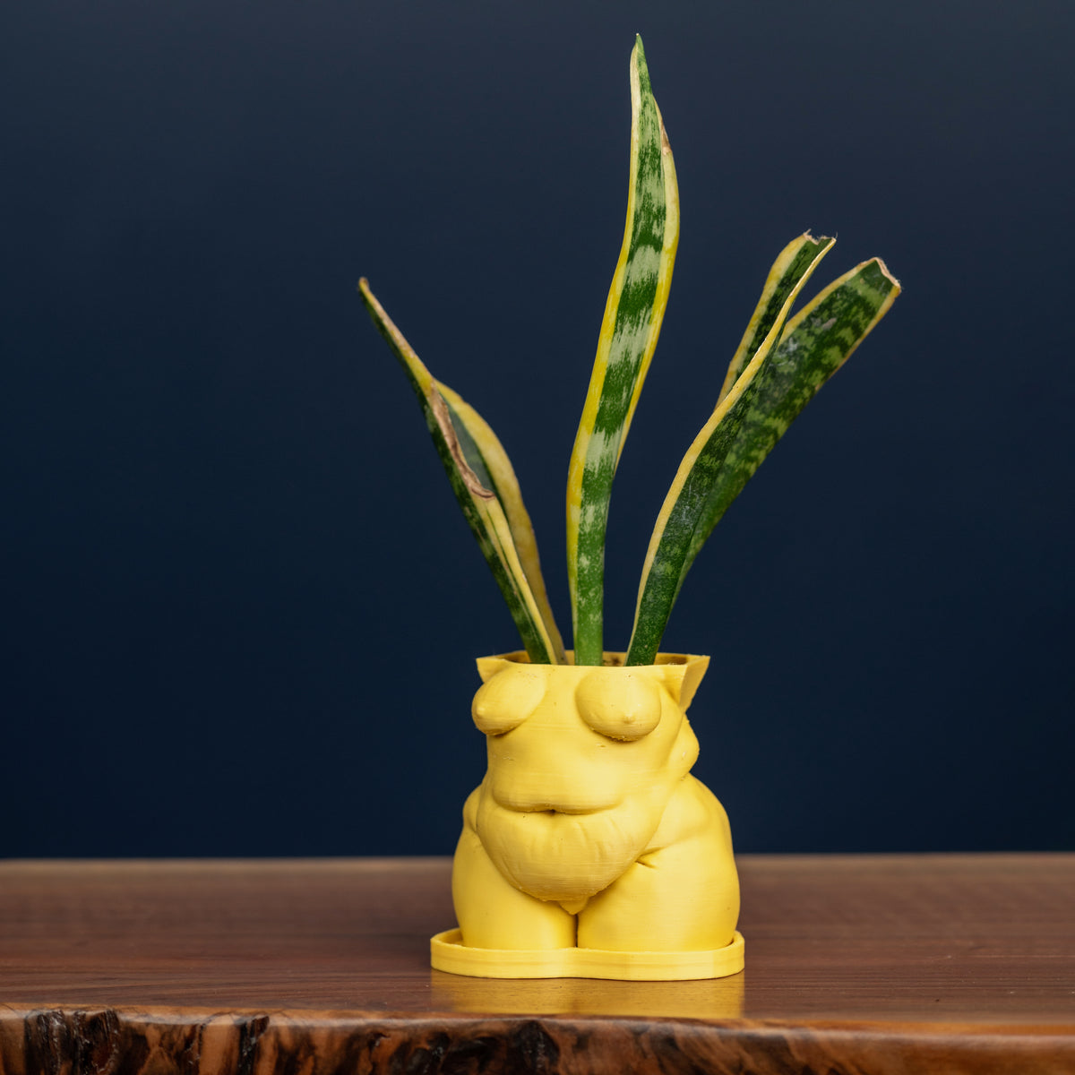 Mystery *Demo* Planters